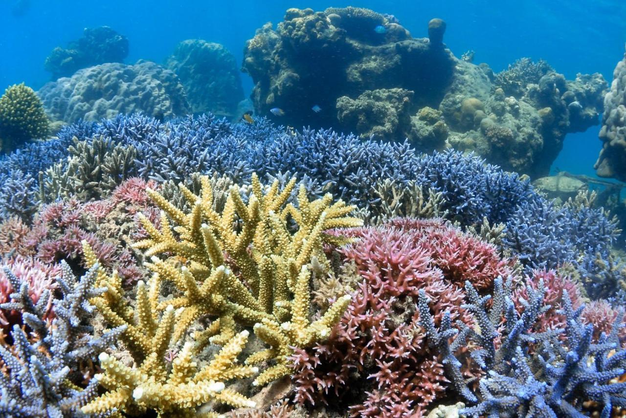 Alam Karang Hotell Gili Gede Exteriör bild