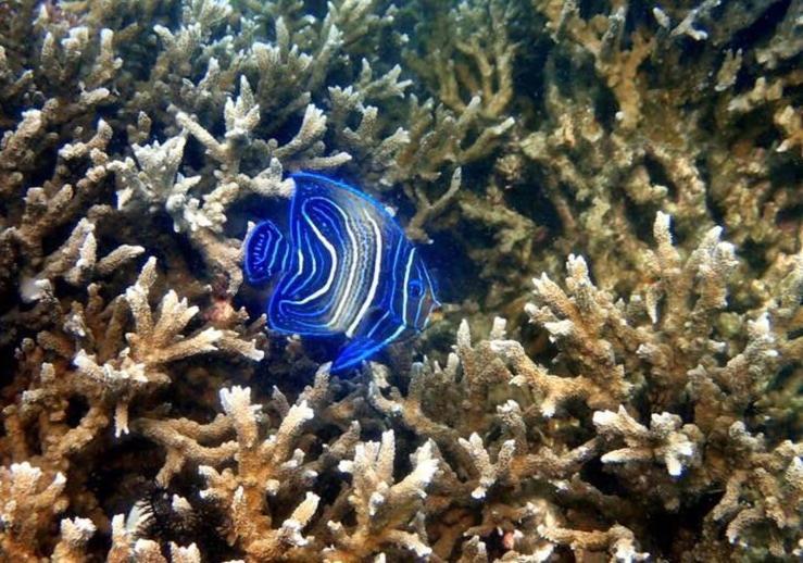 Alam Karang Hotell Gili Gede Exteriör bild