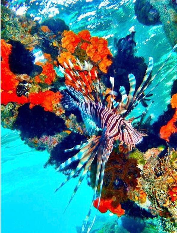 Alam Karang Hotell Gili Gede Exteriör bild