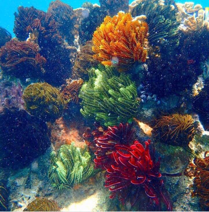 Alam Karang Hotell Gili Gede Exteriör bild